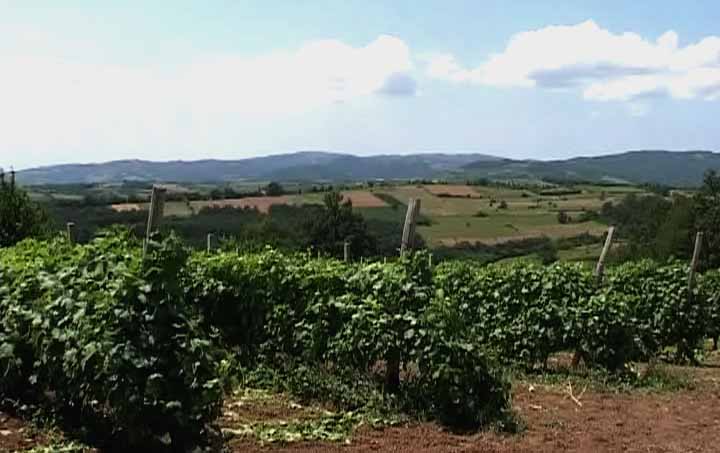 vinograd01.jpg